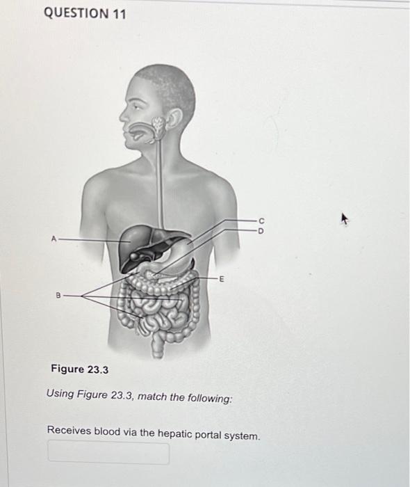 Question 11 B E Figure 23 3 Using Figure 23 3 Match The Following Receives Blood Via The Hepatic Portal System 1