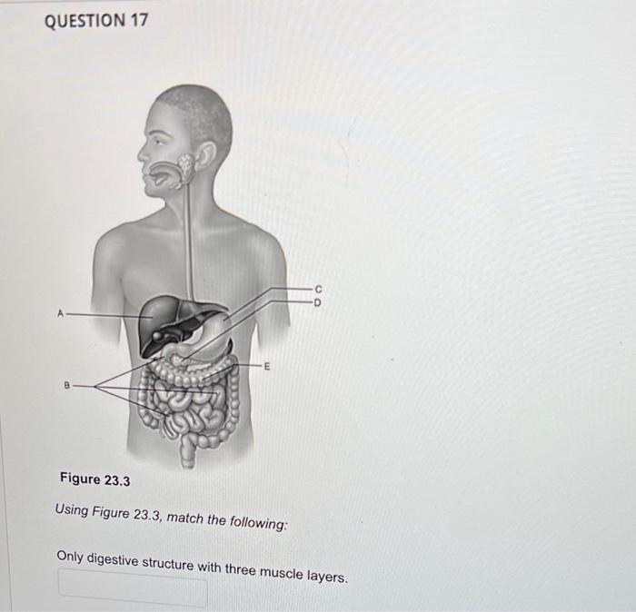 Question 17 B M E Figure 23 3 Using Figure 23 3 Match The Following Only Digestive Structure With Three Muscle Layers 1
