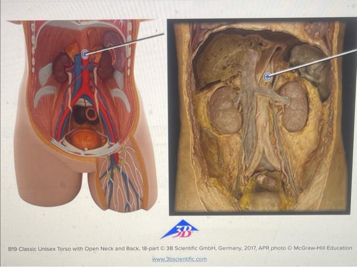 3b B19 Classic Unisex Torso With Open Neck And Back 18 Part 38 Scientific Gmbh Germany 2017 Apr Photo Mcgraw Hill 1