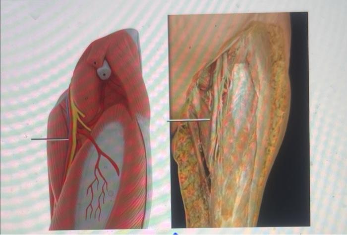O Descending Branch Of Lateral Circumflex Femoral Artery Ascending Branch Of Lateral Circumflex Femoral Artery Deep Vein 1