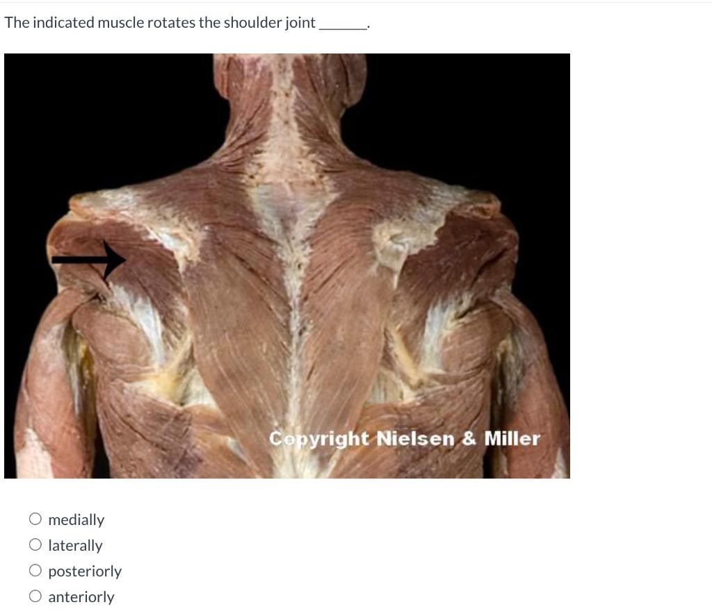 The Indicated Muscle Rotates The Shoulder Joint Medially O Laterally O Posteriorly O Anteriorly Copyright Nielsen Mill 1
