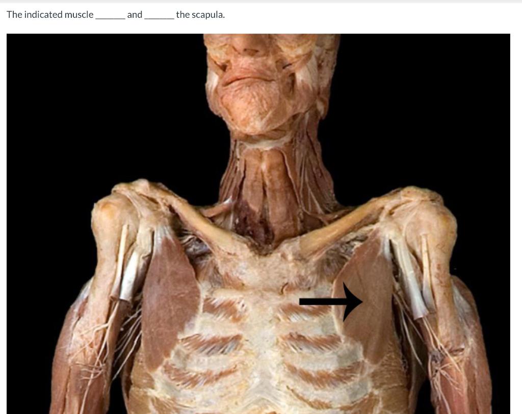 The Indicated Muscle And The Scapula 11 O Adducts Rotates O Abducts Pronates Adducts Pronates O Abducts Rotates 1