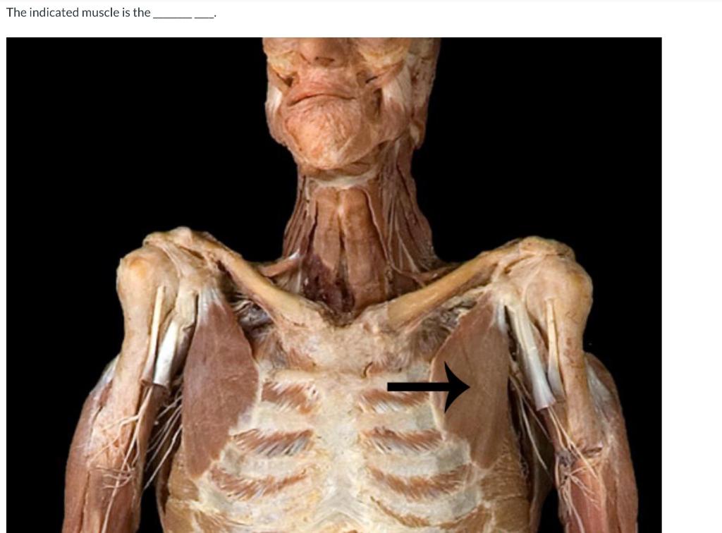 The Indicated Muscle Is The O Pectoralis Minor O Pectoralis Minimus Pectoralis Major O Pectorals Minor O O 1