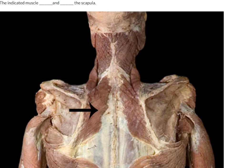The Indicated Muscle And The Scapula O Adducts Elevates Adducts Depresses Abducts Depresses O Abducts Elevates 1
