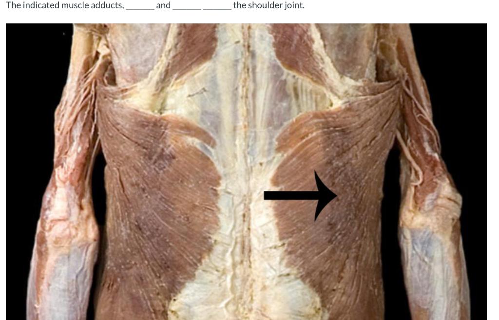 The Indicated Muscle Adducts And The Shoulder Joint Flexes Laterally Rotates O Extends Laterally Rotates Extends M 1