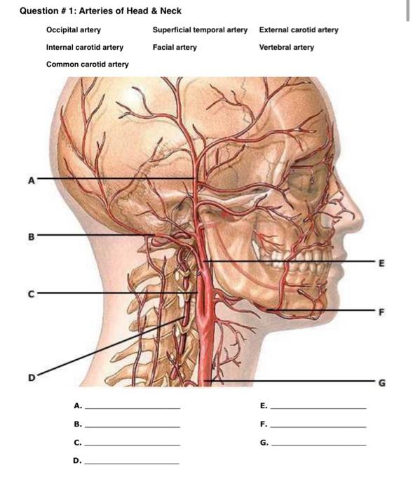 Question 1 Arteries Of Head Neck Occipital Artery Internal Carotid Artery Common Carotid Artery A B D A B C D S 1