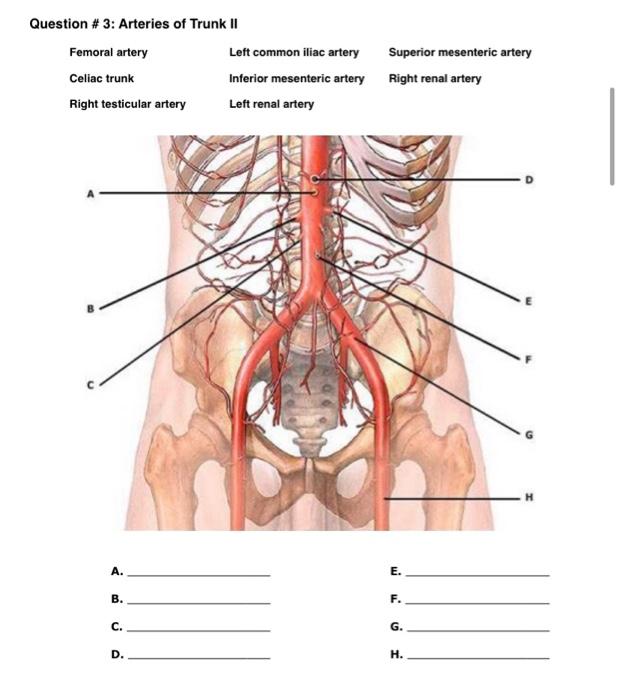 Question 3 Arteries Of Trunk Ii Femoral Artery Celiac Trunk Right Testicular Artery A B C D Left Common Iliac Art 1