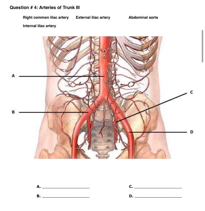 Question 4 Arteries Of Trunk Iii Right Common Iliac Artery Internal Iliac Artery B A B External Iliac Artery 613 Ab 1