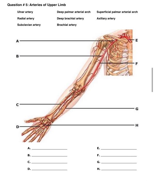 Question 5 Arteries Of Upper Limb Ulnar Artery Radial Artery Subclavian Artery B D A B C D Deep Palmar Arterial A 1