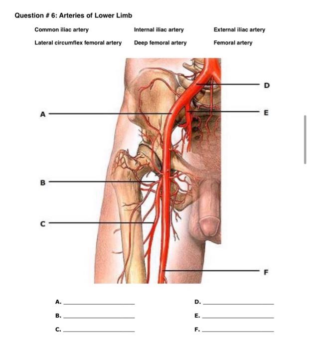 Question 6 Arteries Of Lower Limb Common Iliac Artery Lateral Circumflex Femoral Artery A B A B U C Internal Iliac 1