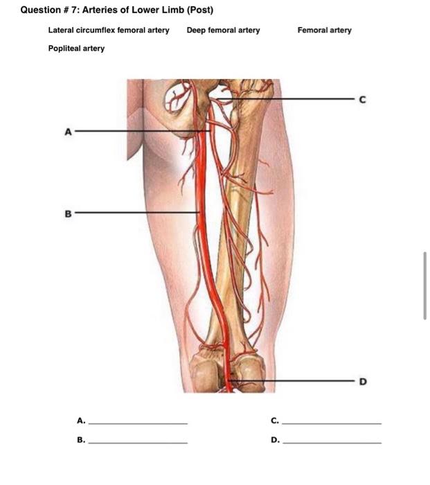 Question 7 Arteries Of Lower Limb Post Lateral Circumflex Femoral Artery Deep Femoral Artery Popliteal Artery B A B 1