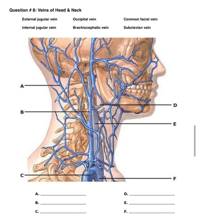 Question 8 Veins Of Head Neck External Jugular Vein Internal Jugular Vein B A B C Occipital Vein Brachiocephalic 1