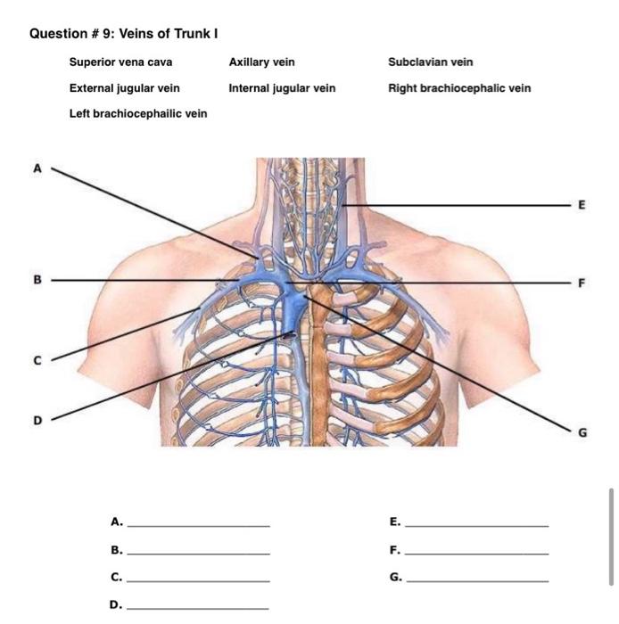 Question 9 Veins Of Trunk I Superior Vena Cava External Jugular Vein Left Brachiocephailic Vein D A B C D Axillary 1