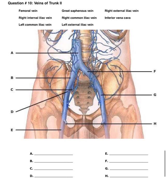 Question 10 Veins Of Trunk Ii Femoral Vein Right Internal Iliac Vein Left Common Iliac Vein E A B C D Great Saphe 1