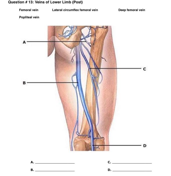 Question 13 Veins Of Lower Limb Post Femoral Vein Popliteal Vein A B A B Lateral Circumflex Femoral Vein C D Dee 1