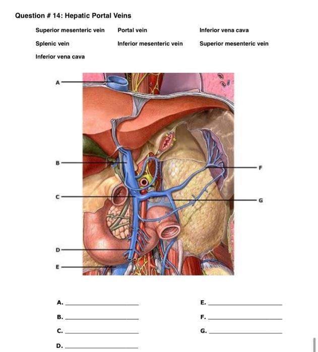 Question 14 Hepatic Portal Veins Superior Mesenteric Vein Splenic Vein Inferior Vena Cava D A B C D Portal Vein I 1