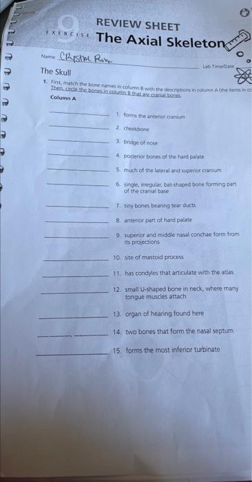 3 4 4 3 Review Sheet Exercise The Axial Skeleton Crystal Rin Name Lab Time Date The Skull 1 First Match The Bone Names 1
