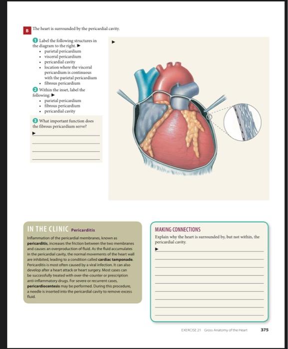 The Heart Is Surrounded By The Pericardial Cavity Label The Following Structures In The Diagram To The Right I Pariet 1