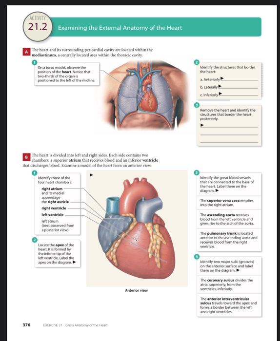 Activity 21 2 Examining The External Anatomy Of The Heart The Heart And Its Surrounding Pericardial Cavity Are Located W 1