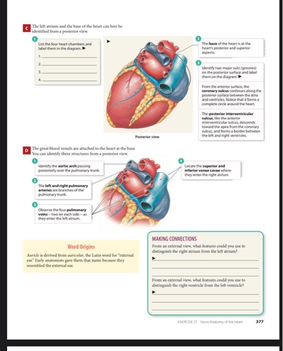 The Left Atrium And The Base Of The Heart Can Best Be Identified From A Posterior View List The Four Heart Chambers And 1