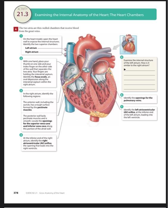 Activity 21 3 378 Examining The Internal Anatomy Of The Heart The Heart Chambers The Two Atria Are Thin Walled Chambers 1