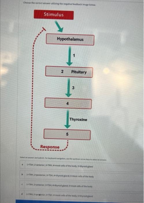A B Choose The Correct Answer Utilizing The Negative Feedback Image 4 Stimulus Hypothalamus Response 2 5 Pituitary 3 T 1