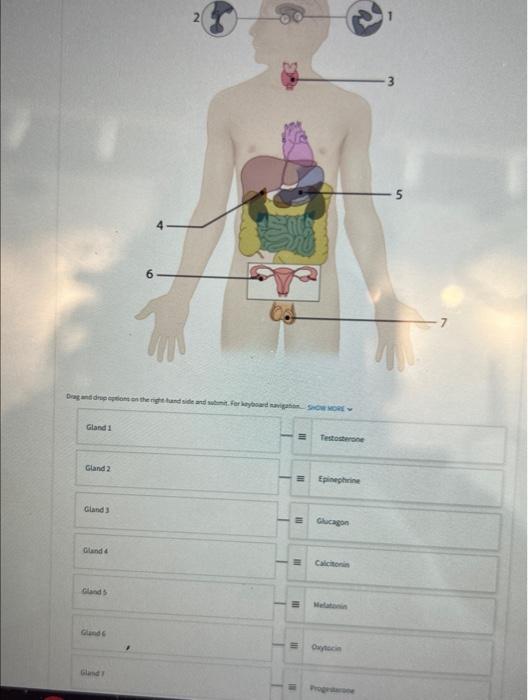 A B Choose The Correct Answer Utilizing The Negative Feedback Image 4 Stimulus Hypothalamus Response 2 5 Pituitary 3 T 2