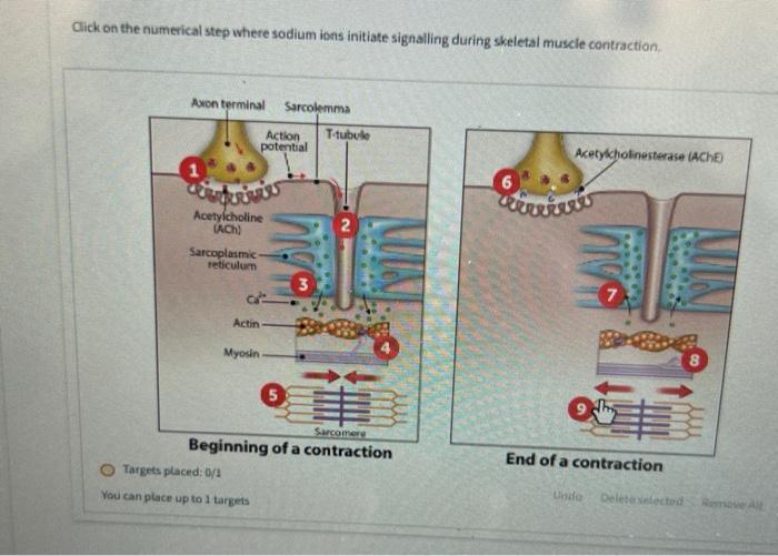 Click On The Numerical Step Where Sodium Ions Initiate Signalling During Skeletal Muscle Contraction Axon Terminal Sarc 1