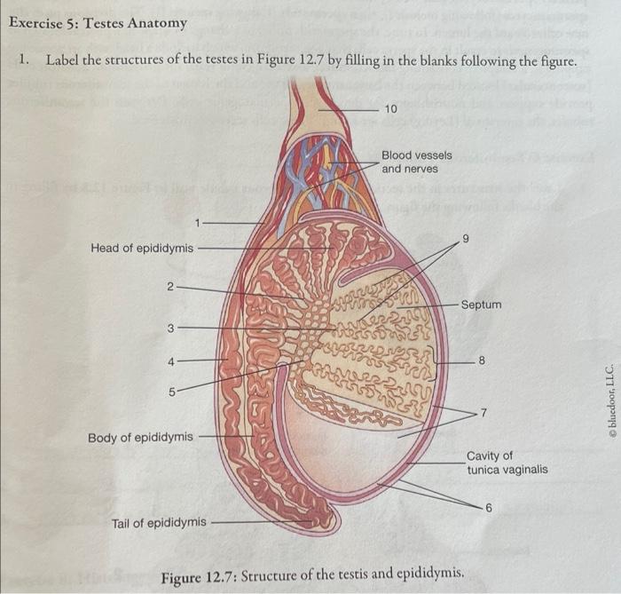 Exercise 5 Testes Anatomy 1 Label The Structures Of The Testes In Figure 12 7 By Filling In The Blanks Following The F 1