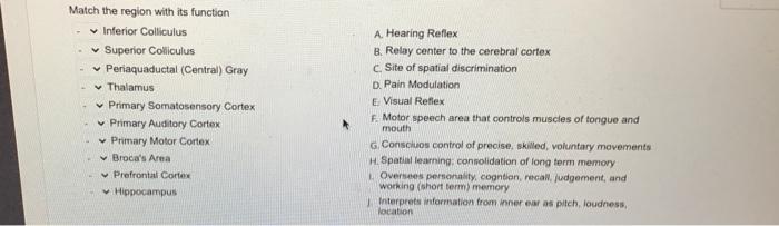 Match The Region With Its Function Inferior Colliculus Superior Colliculus Periaquaductal Central Gray Thalamus Prim 1