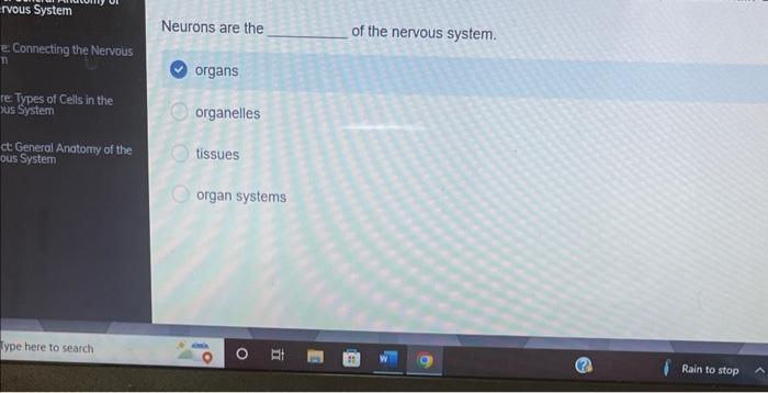 Rvous System E Connecting The Nervous N Re Types Of Cells In The Us System Ct General Anatomy Of The Ous System Type 1