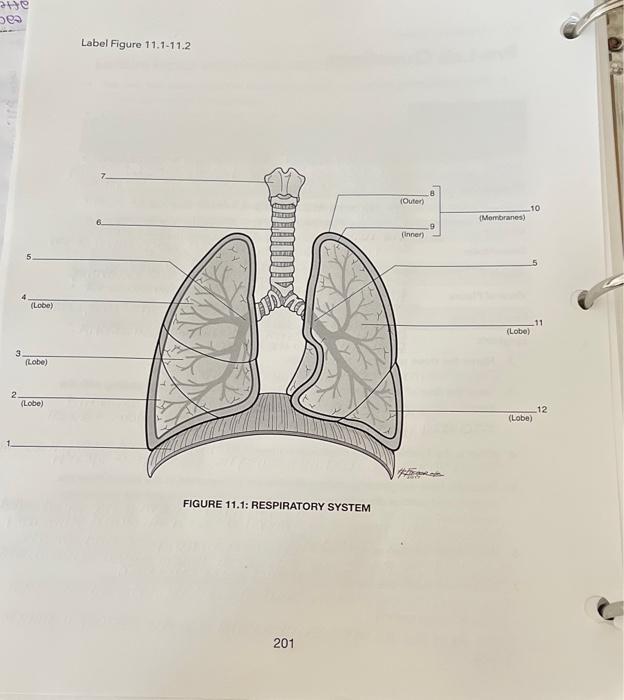 He Bes 3 2 Lobe Lobe Lobe Label Figure 11 1 11 2 Figure 11 1 Respiratory System 201 Outer Inner 8 9 Membran 1