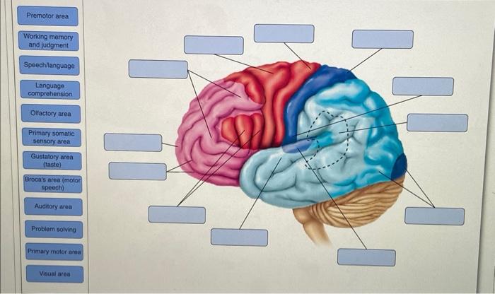 Premotor Area Working Memory And Judgment Speech Language Language Comprehension Olfactory Area Primary Somatic Sensory 1