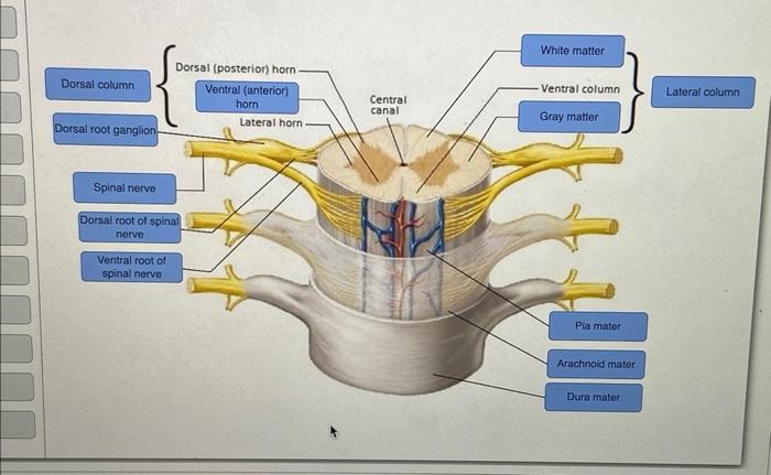 Dorsal Column Dorsal Root Ganglion Dorsal Posterior Horn Ventral Anterior Horn Spinal Nerve Dorsal Root Of Spinal N 1