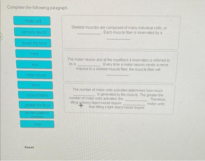 Complete The Following Paragraph Motor Unit Sensory Neuron Lesser The Force More Less Motor Neuron Force Muscle Fibers 1