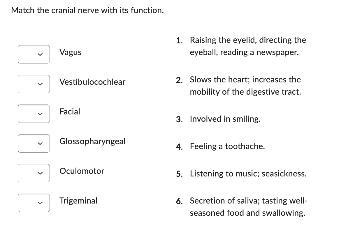 Match The Cranial Nerve With Its Function Vagus Vestibulocochlear Facial Glossopharyngeal Oculomotor Trigeminal 1 1