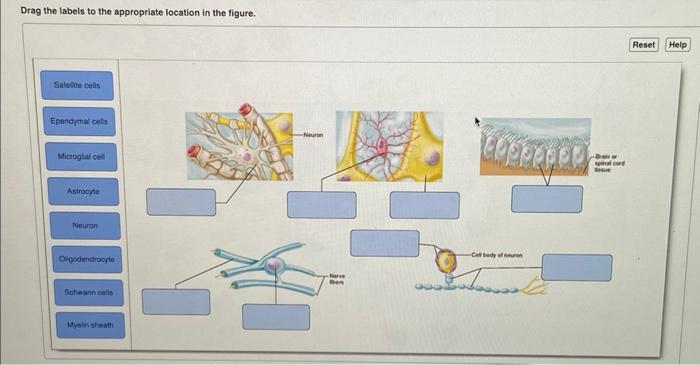 Drag The Labels To The Appropriate Location In The Figure Satellite Cells Ependymal Cells Microglial Cell Astrocyte Neu 1