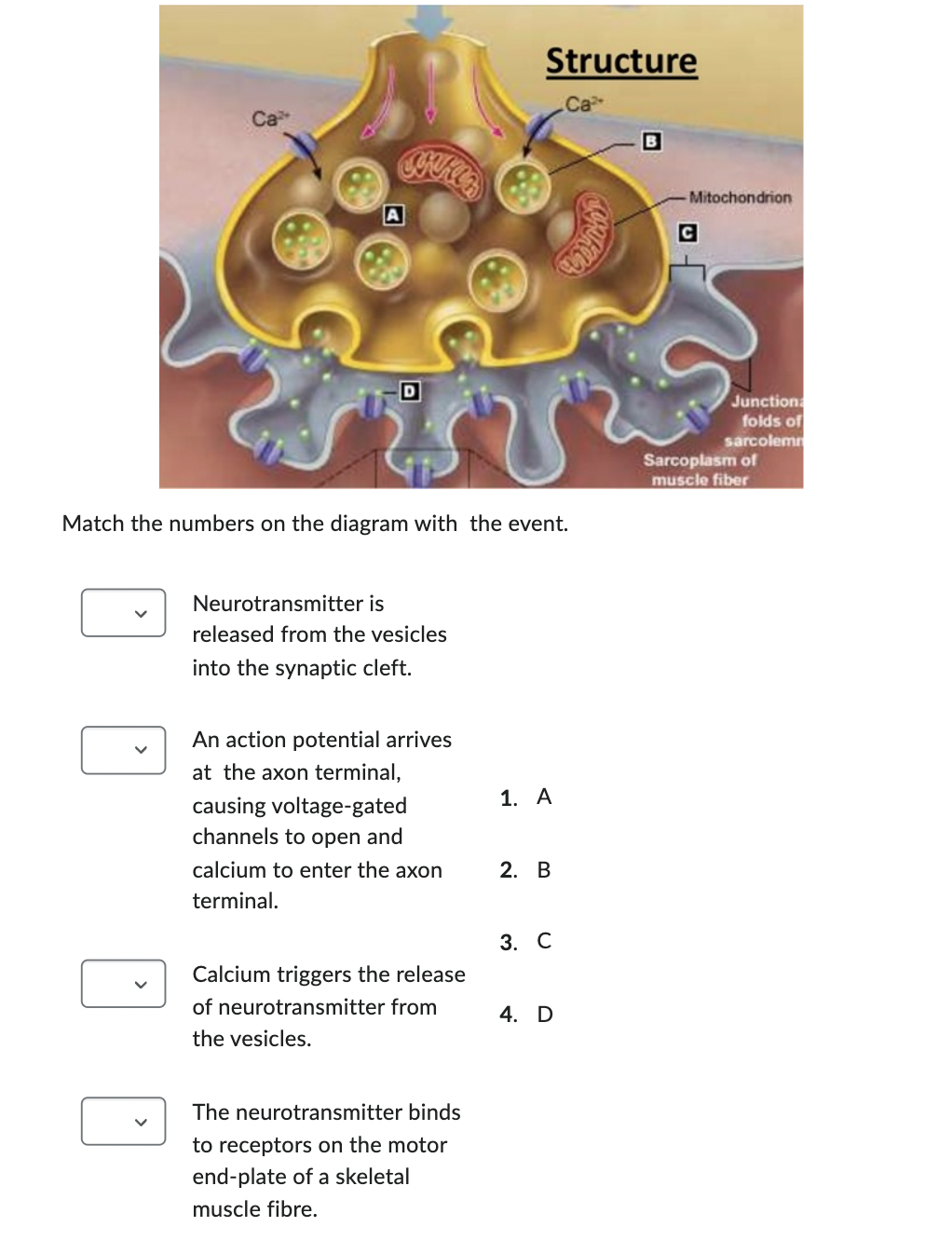 Ca A D Neurotransmitter Is Released From The Vesicles Into The Synaptic Cleft Match The Numbers On The Diagram With The 1