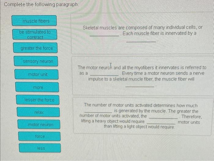 Complete The Following Paragraph Muscle Fibers Be Stimulated To Contract Greater The Force Sensory Neuron Motor Unit Mo 1