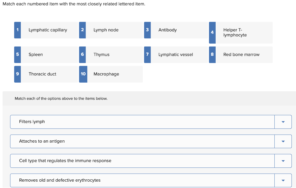 Match Each Numbered Item With The Most Closely Related Lettered Item 1 Lymphatic Capillary 5 Spleen 9 Thoracic Duct Fil 1