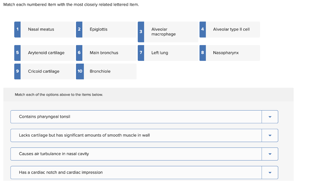 Match Each Numbered Item With The Most Closely Related Lettered Item 1 5 Nasal Meatus Arytenoid Cartilage 9 Cricoid Car 1