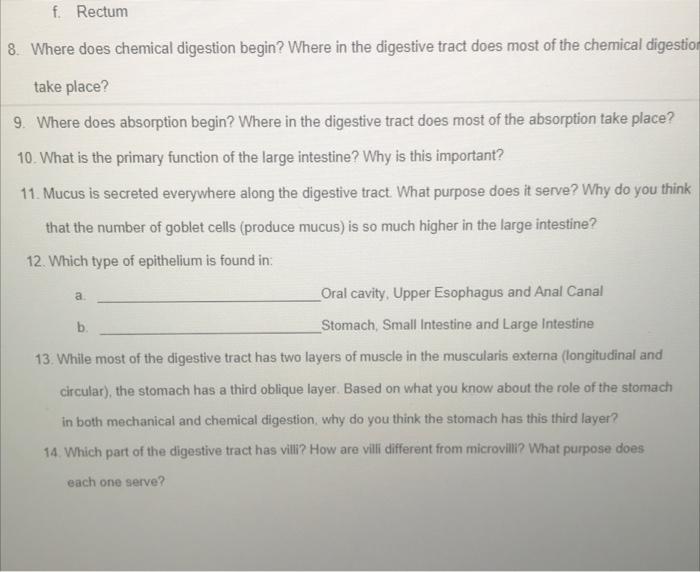 F Rectum 8 Where Does Chemical Digestion Begin Where In The Digestive Tract Does Most Of The Chemical Digestion Take 1