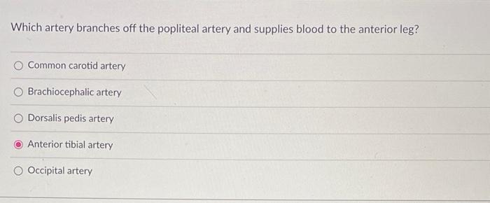 Which Artery Branches Off The Abdominal Aorta And Supplies Blood To The Upper Abdominal Viscera Common Carotid Artery R 2