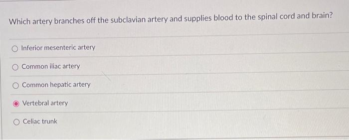 Which Artery Branches Off The Abdominal Aorta And Supplies Blood To The Upper Abdominal Viscera Common Carotid Artery R 4