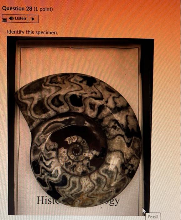Question 28 1 Point 4 Listen Identify This Specimen Histo Gy Fossil O Porifera Rugose Coral Tabulate Coral O Sclera 1