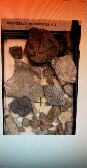 Question 28 1 Point 4 Listen Identify This Specimen Histo Gy Fossil O Porifera Rugose Coral Tabulate Coral O Sclera 4