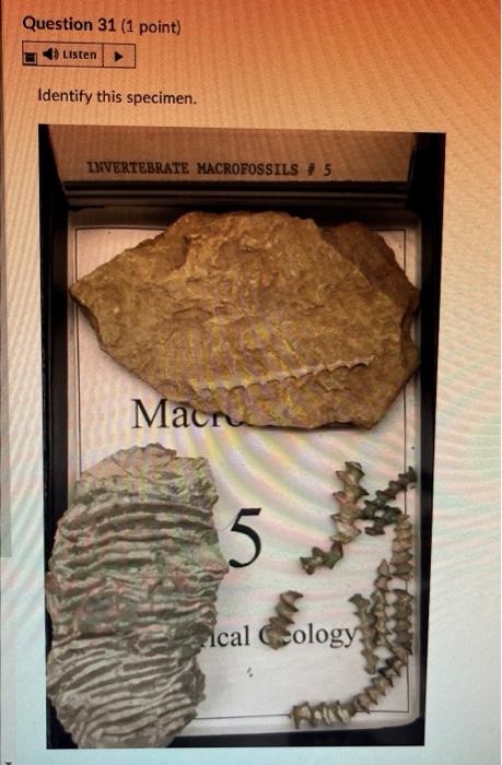 Question 28 1 Point 4 Listen Identify This Specimen Histo Gy Fossil O Porifera Rugose Coral Tabulate Coral O Sclera 5