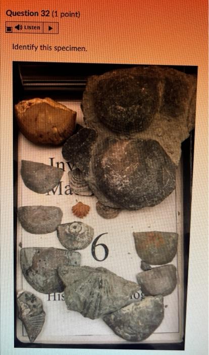 Question 28 1 Point 4 Listen Identify This Specimen Histo Gy Fossil O Porifera Rugose Coral Tabulate Coral O Sclera 6