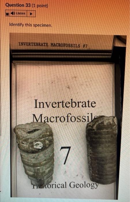 Question 28 1 Point 4 Listen Identify This Specimen Histo Gy Fossil O Porifera Rugose Coral Tabulate Coral O Sclera 7