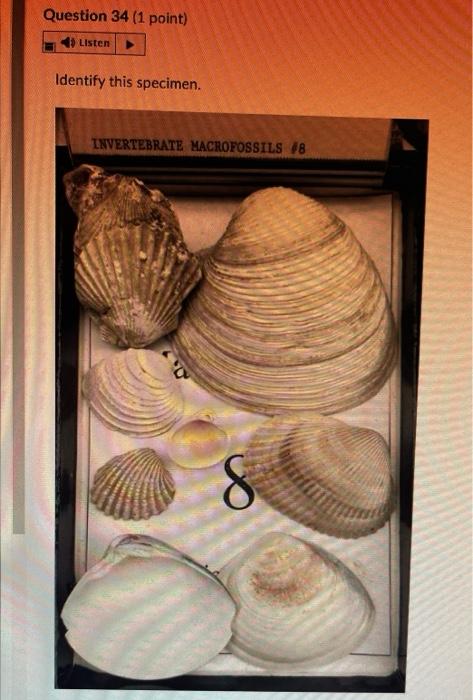 Question 28 1 Point 4 Listen Identify This Specimen Histo Gy Fossil O Porifera Rugose Coral Tabulate Coral O Sclera 8